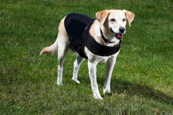 A professionally trained canine getting ready for a bed bug inspection.