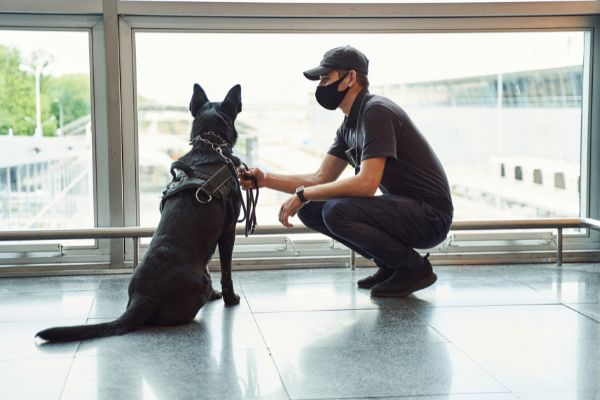 Pest control technicians detect bed bugs with the help of a trained canine. The dog is looking at the windowsill for signs of bed bug infestation.