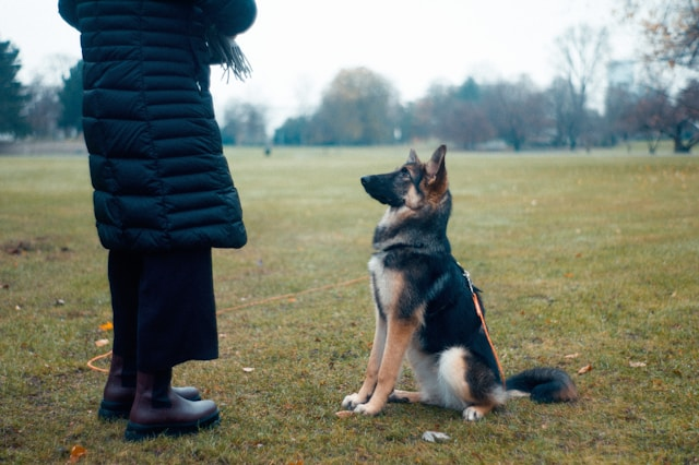 A well-trained dog sitting in front of its trainer.