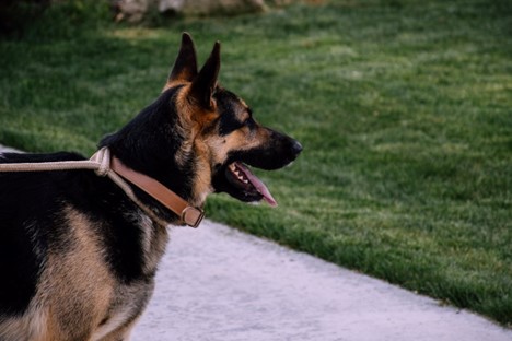 A German Shepherd looking on.