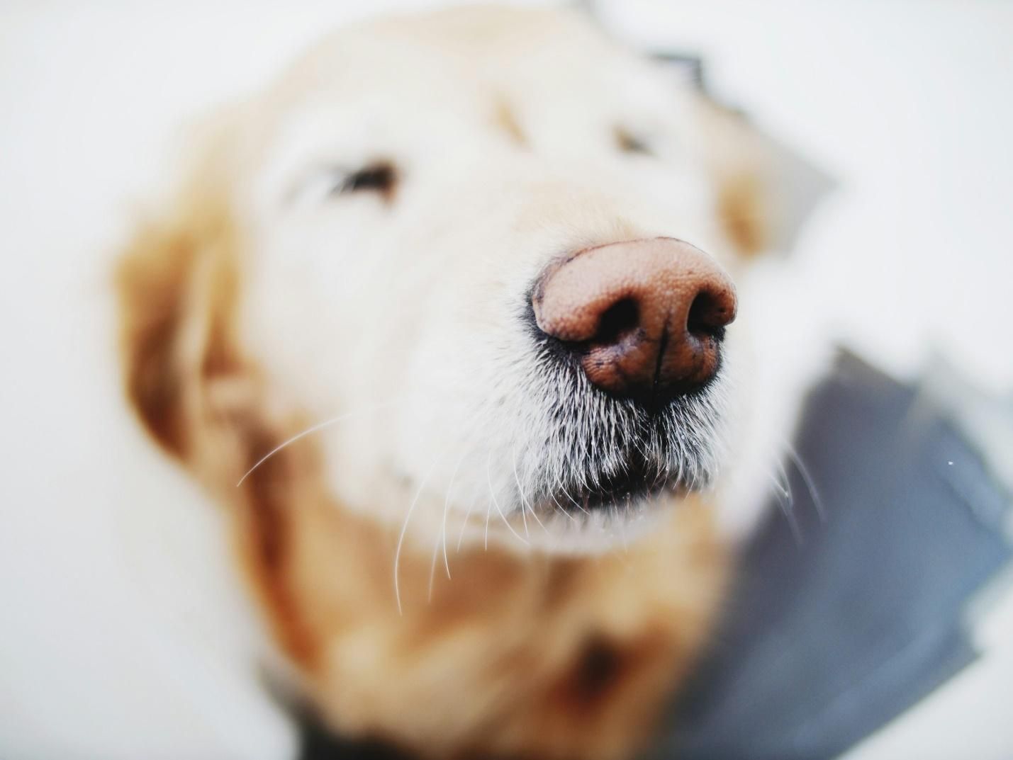 A close-up shot of a Golden Retriever’s nose.