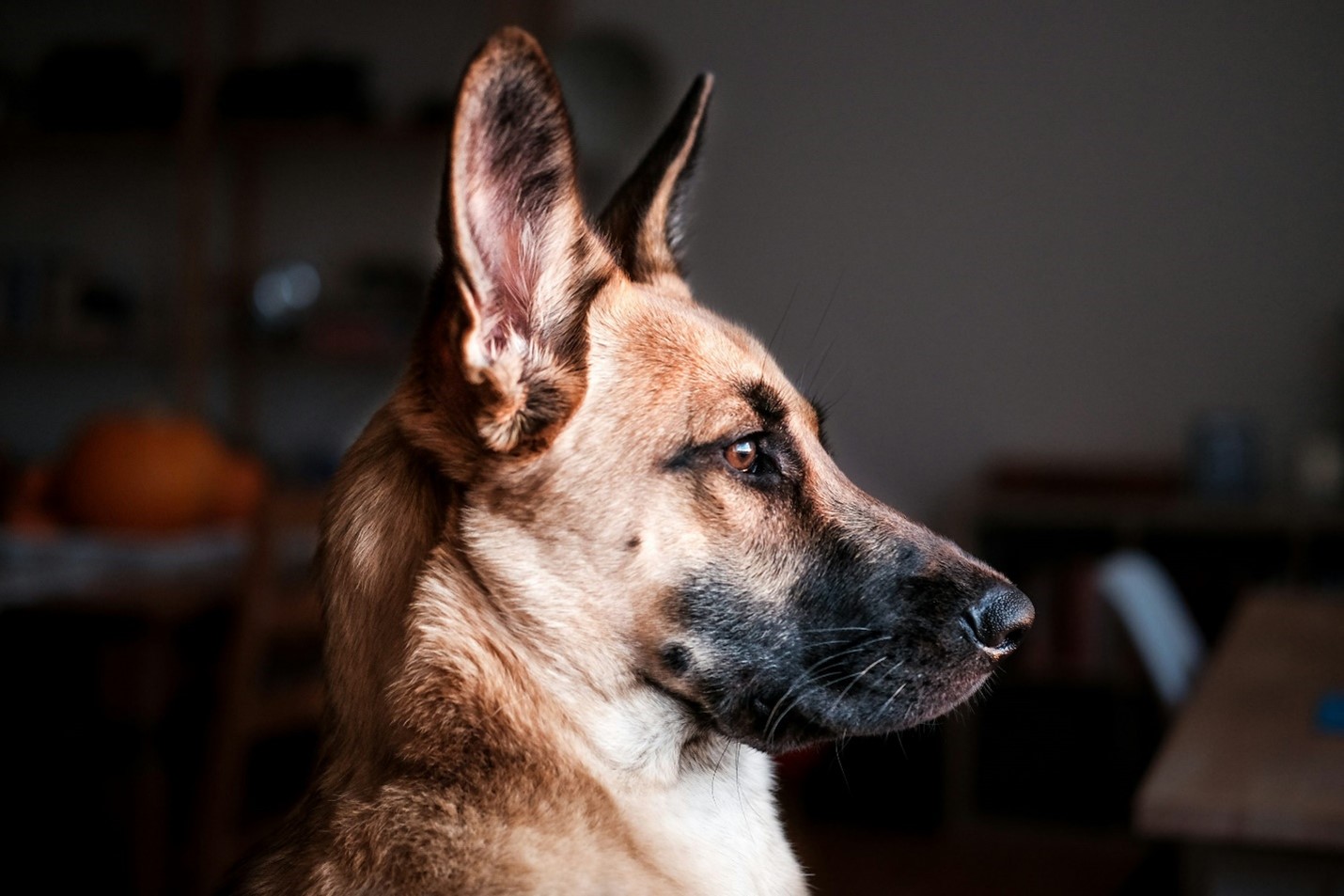 A German Shepherd, one of the K-9s used in bed bug detection.