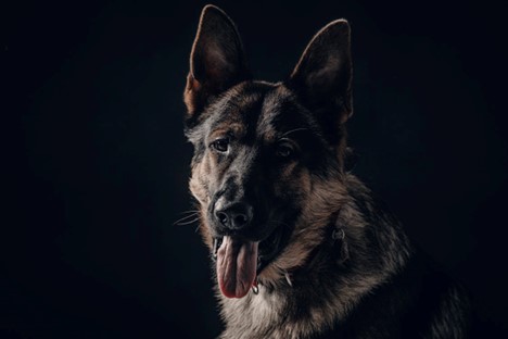 A German Shepherd against a black background.