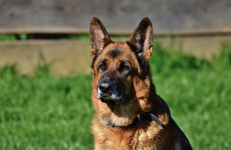 A German Shepherd on a lawn.