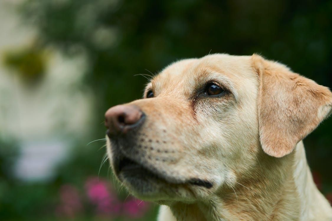 A Labrador Retriever, another breed proficient in detecting bed bugs.