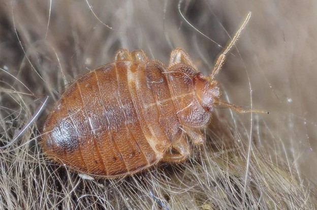 Close up of a bed bug