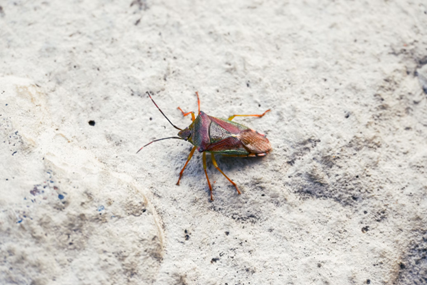 Insect on the ground outside