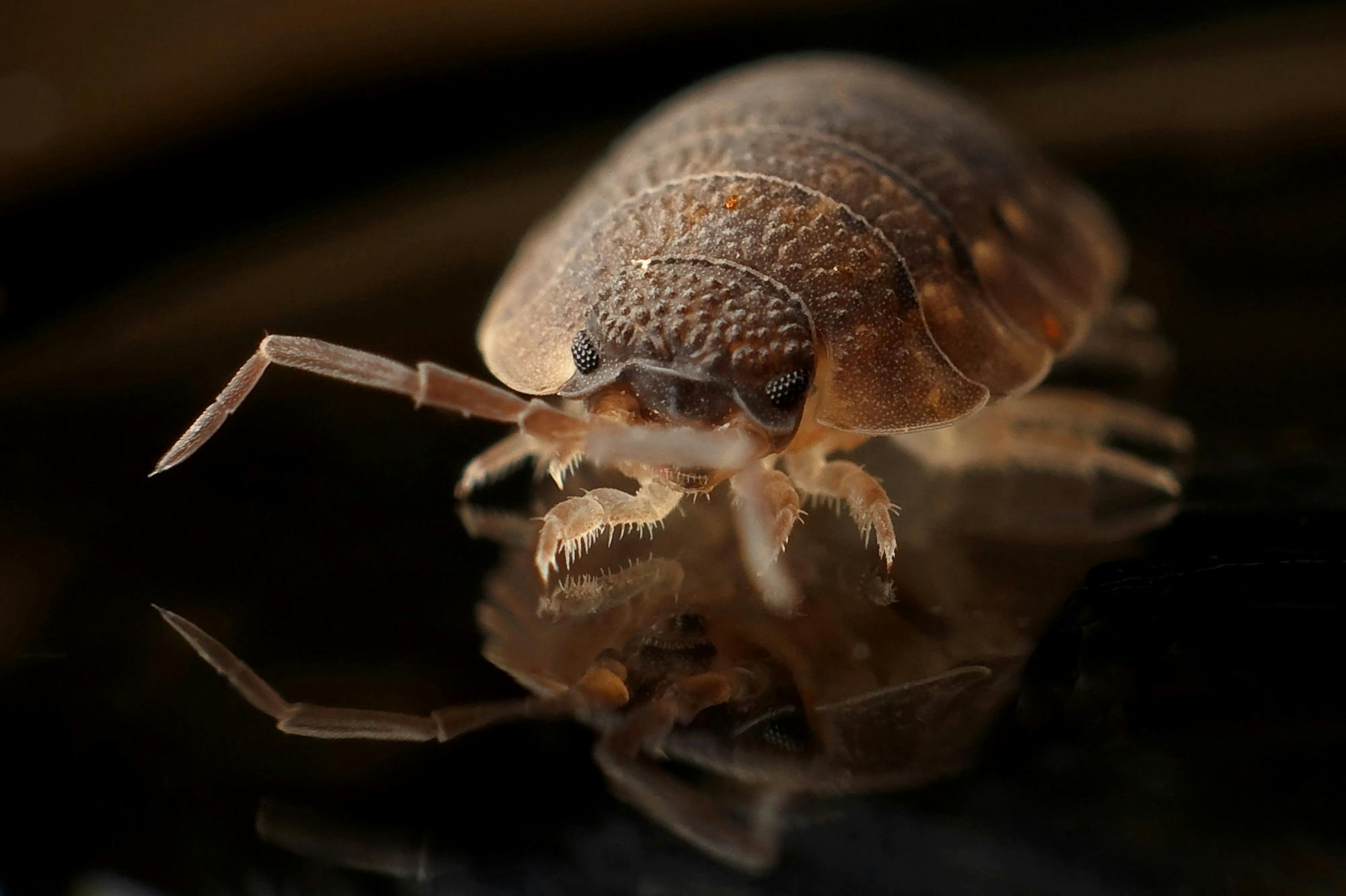 A closeup of a bed bug
