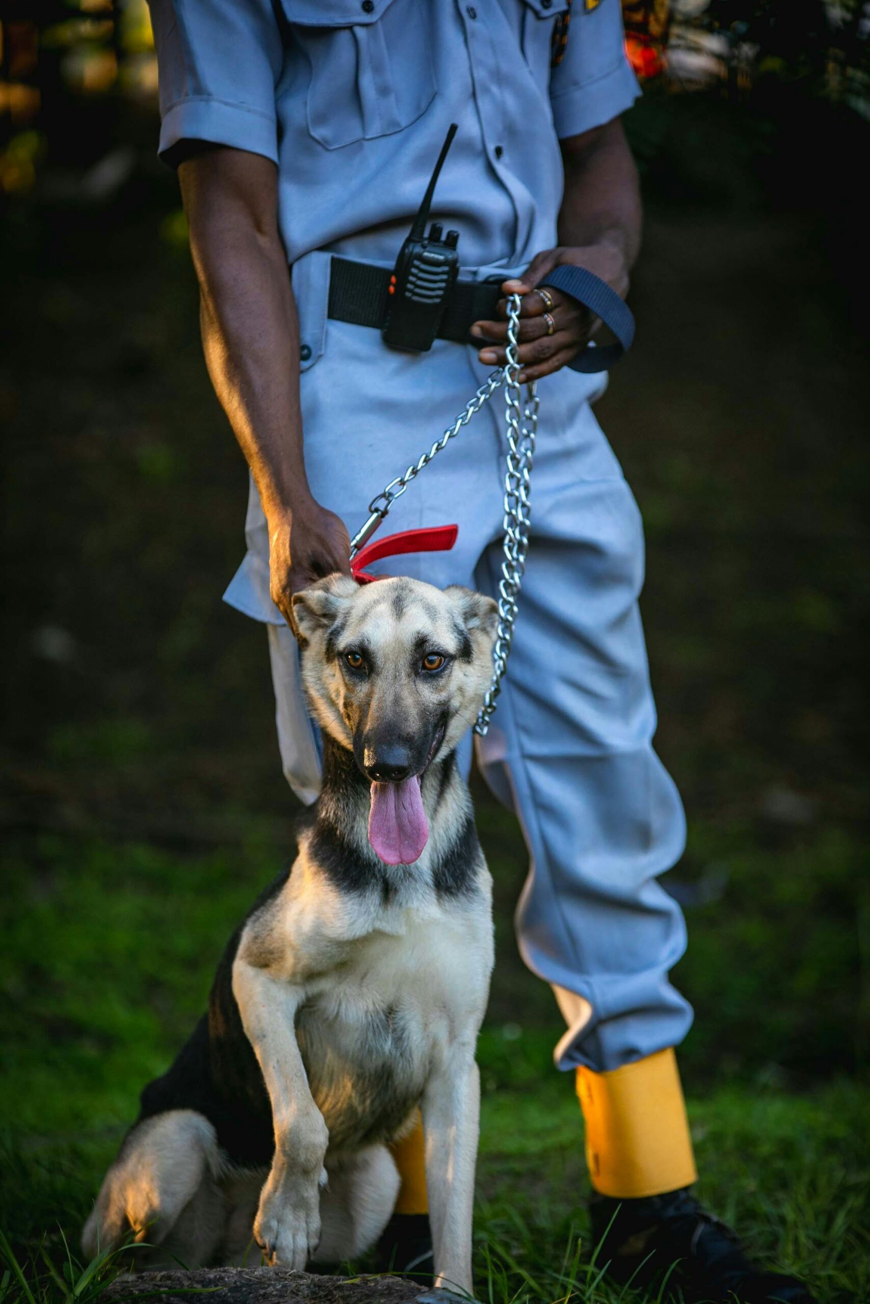 a K9 bed bug inspection dog with its handler